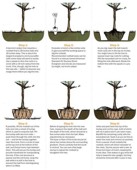 How to transplant a tree | Tree transplanting, Plants, Trees to plant