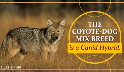 Information You Needed About the Coyote-Dog Hybrid Mix (Coydog) - DogAppy