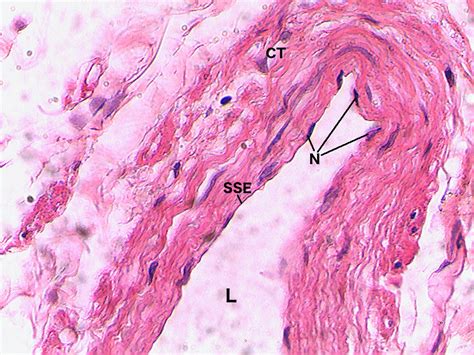 Simple Squamous Epithelium Slide Labeled | My XXX Hot Girl