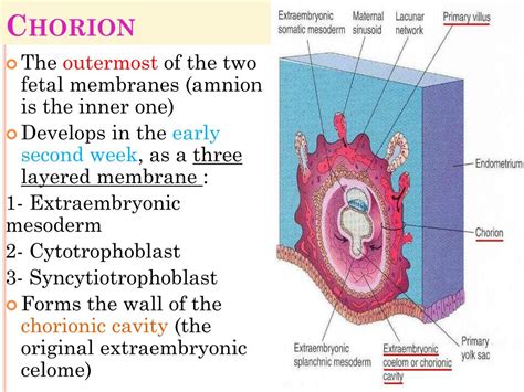 PPT - Fetal Membranes PowerPoint Presentation, free download - ID:2090331