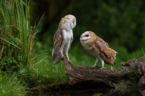 Download Bird Owl Animal Barn Owl 4k Ultra HD Wallpaper