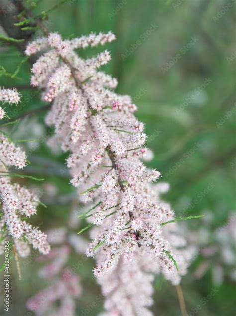 Tamarix gallica, French tamarisk - deciduous, herbaceous, twiggy shrub covered with pink flowers ...