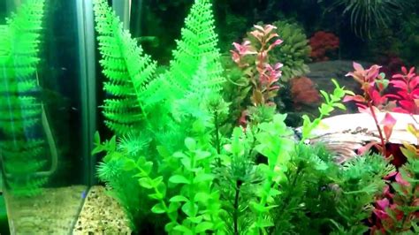 Guppies fry setup aquarium 40 gallon with lots of plant and hiding spot ...