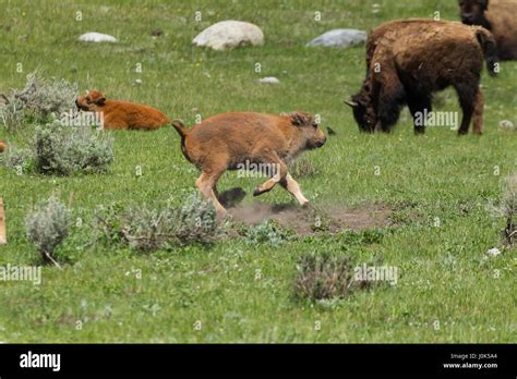 Bison (Bison bison) calf running around, Yellowstone NP, WY, USA Stock ...