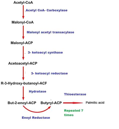 De Novo Fatty Acid Synthesis - www.medicoapps.org