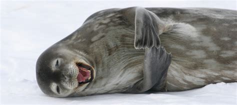 Antarctica Seals: Pictures, Facts and Information