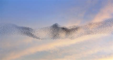 These birds flock in mesmerizing swarms of thousands—but why is still a ...