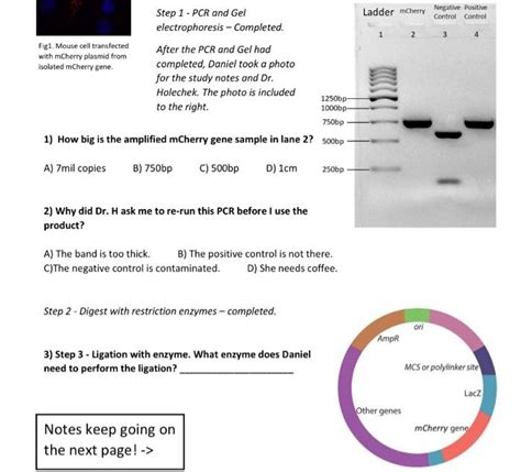 Solved Step 4 - Bacterial transformation using plasmid from | Chegg.com