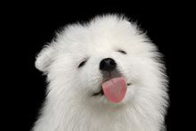 Samoyed Dog Free Stock Photo - Public Domain Pictures