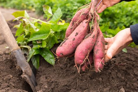 All About Growing Sweet Potatoes – Mother Earth News