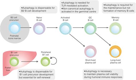 Frontiers | B Cell Metabolism and Autophagy in Autoimmunity