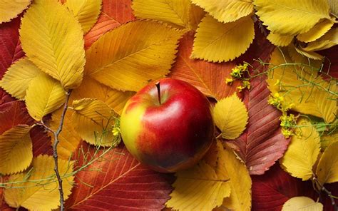 Fall Apples Wallpapers - Top Free Fall Apples Backgrounds - WallpaperAccess