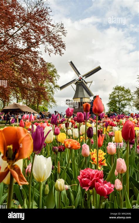 Keukenhof Gardens is the most beautiful spring garden in the world. Located in Netherlands Stock ...