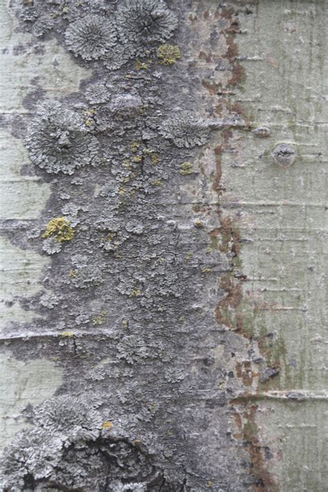 Aspen Tree Bark by Rick Stevens :: I want this to be textile/stitchwork, but it isn't. | Texture ...