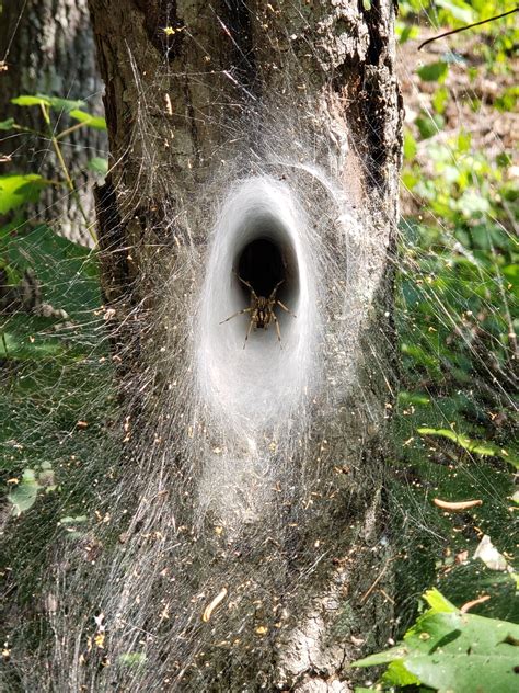 Wolf spider with an awesome nest : r/spiders