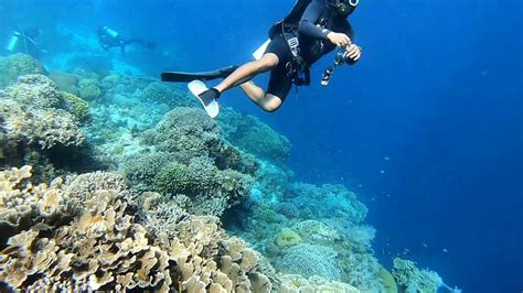 Scuba Diving in Balicasag island, Cebu Philippines - YouTube