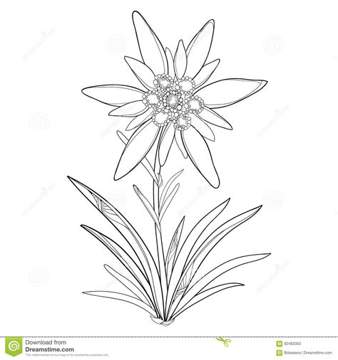 Edelweiss Flower Drawing at PaintingValley.com | Explore collection of ...