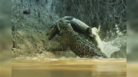 JAGUAR VS CROCODILE - YouTube