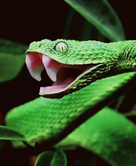 Beautiful Green Viper : r/ThatsInsane