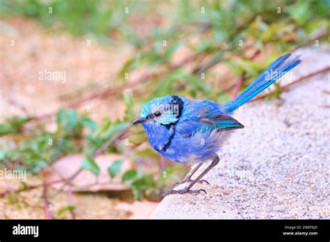 A male Splendid Fairywren, Malurus splendens, starting to lose his blue ...