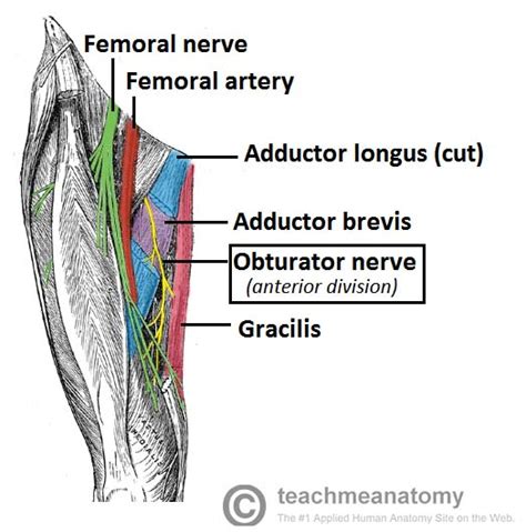 The Obturator Nerve - Course - Motor - Sensory - TeachMeAnatomy