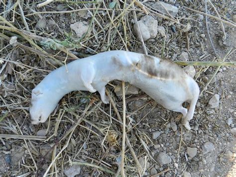 Dead Weasel | Flickr - Photo Sharing!