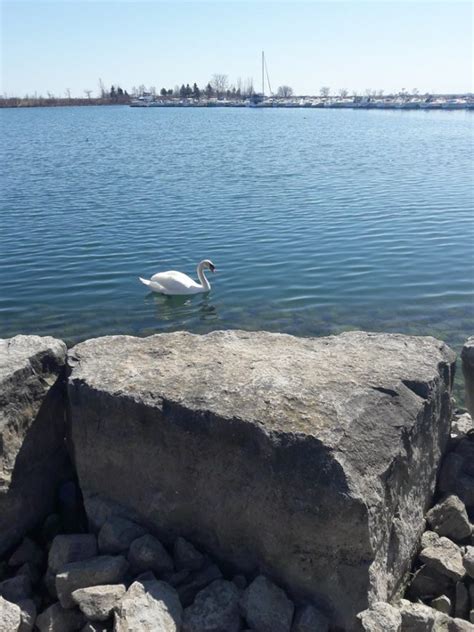 Swan enjoying the sunny weather - Virily