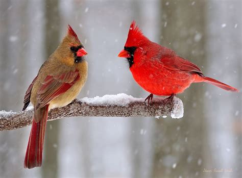 Northern cardinals | Cardinal birds, Beautiful birds, Pet birds