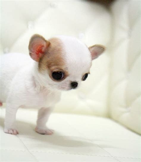 teacup chihuahua | Micro Teacup Chihuahua Puppies for Sale (South ...