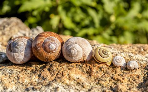 Mollusk shells reveal new clues about past climate change - Earth.com