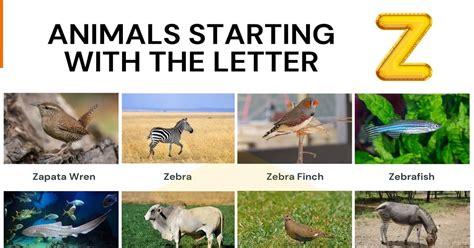 Animals That Start With Z