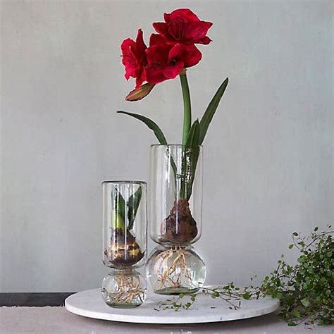 Recycled Glass Bulb Vase | Spring bulbs, Amaryllis bulbs, Planting bulbs