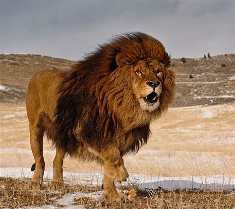 Barbary Lion by Christopher R. Gray / 500px