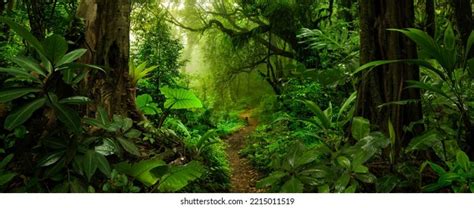 Tropical Rain Forest River Stock Photo 2389227801 | Shutterstock