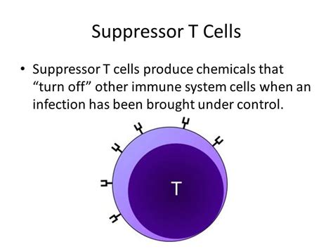 Image result for suppressor T cells Nclex Review, T Cell, Mcat, Turn Off, Pie Chart, Nurse Stuff ...