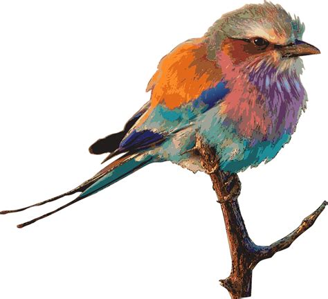 Image vectorielle gratuite: Oiseau, Lumineux, Couleur, Dessin - Image gratuite sur Pixabay - 1299232