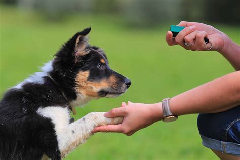 How Does A Dog Clicker Work