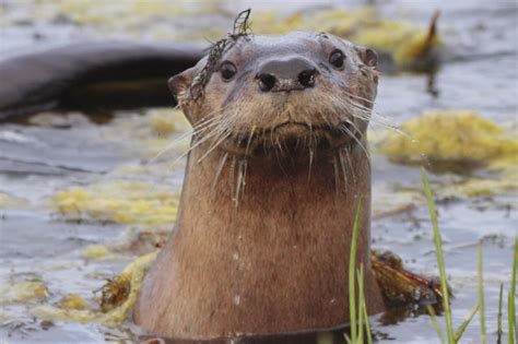 After Decades Away, River Otters Make a Triumphant Return to the Bay Area