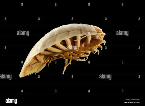 Giant deep sea isopod bathynomus giganteus hi-res stock photography and ...