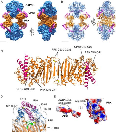 CryoEM reconstruction of GAPDH-CP12-PRK complex. (A) CryoEM maps of the ...