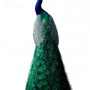 Peacock Free Download PNG | PNG All