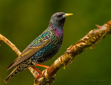 EUROPEAN STARLING | Beautiful birds, Pet birds, Starling