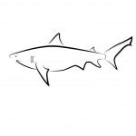 Great White shark — Stock Vector © SlipFloat #7579480