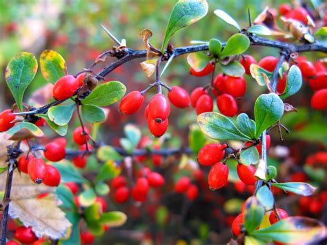 Barberry Bush: Benefits and Side Effects » FreakToFit