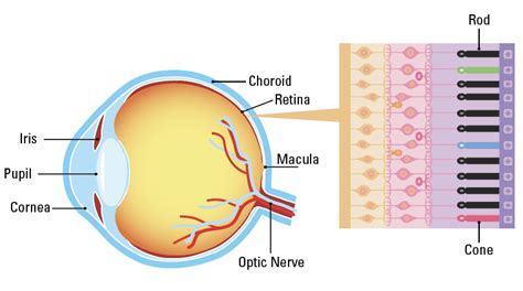 Inherited Retinal Diseases - Prevent Blindness