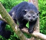 Binturong - Description, Habitat, Image, Diet, and Interesting Facts