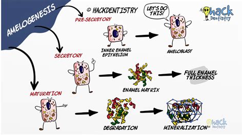 HackDentistry - Amelogenesis is divided into 3 stages...