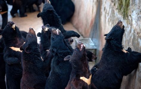 Chinese Bear Bile Farming Draws Charges of Cruelty - NYTimes.com