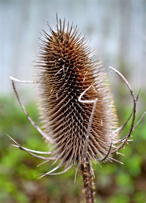 T is for Teasels