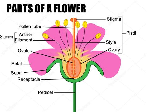 Parts of a flower Stock Vector Image by ©roxanabalint #5580919